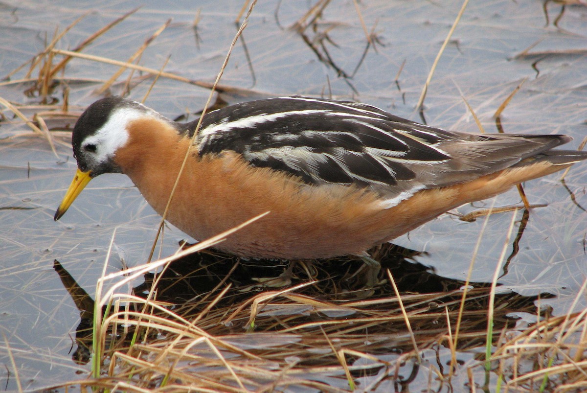 polarsvømmesnipe - ML205660911