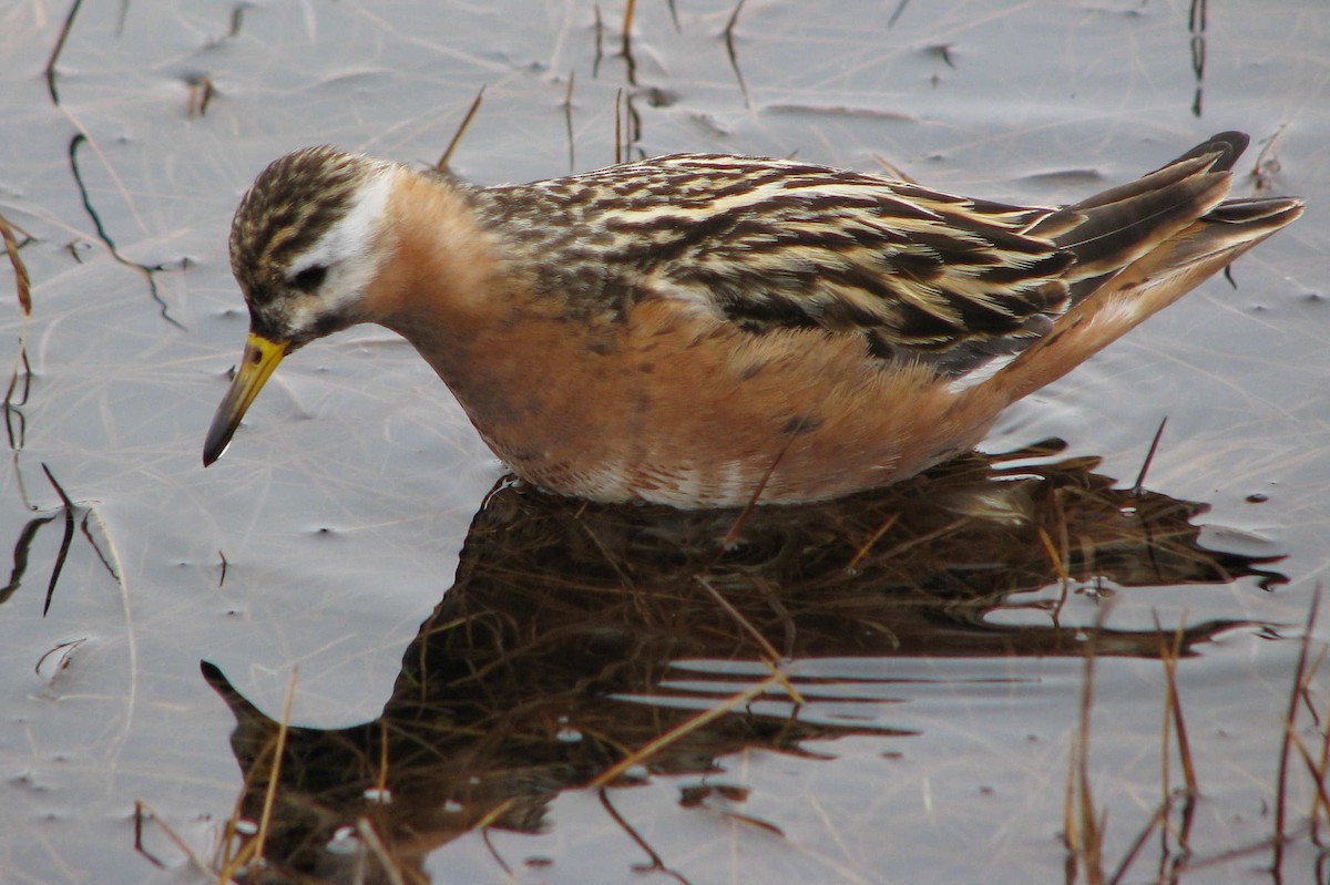 polarsvømmesnipe - ML205660921