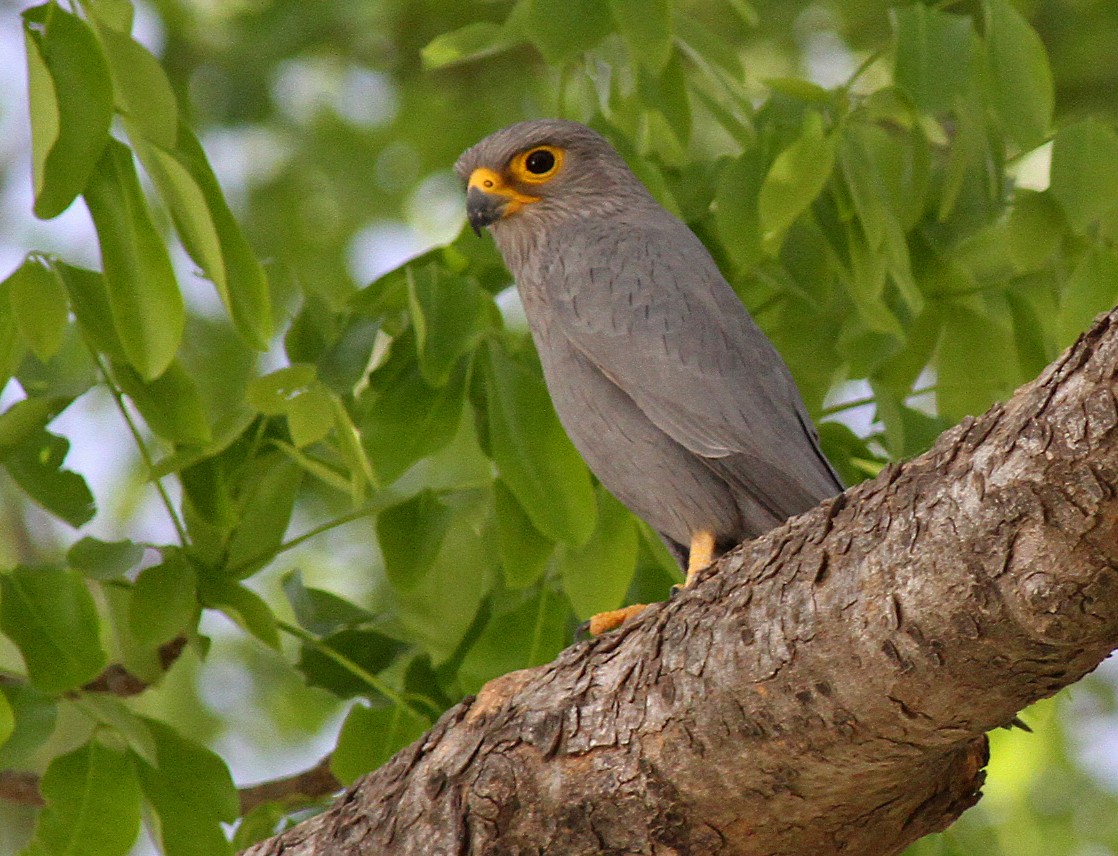 Gray Kestrel - ML205660951