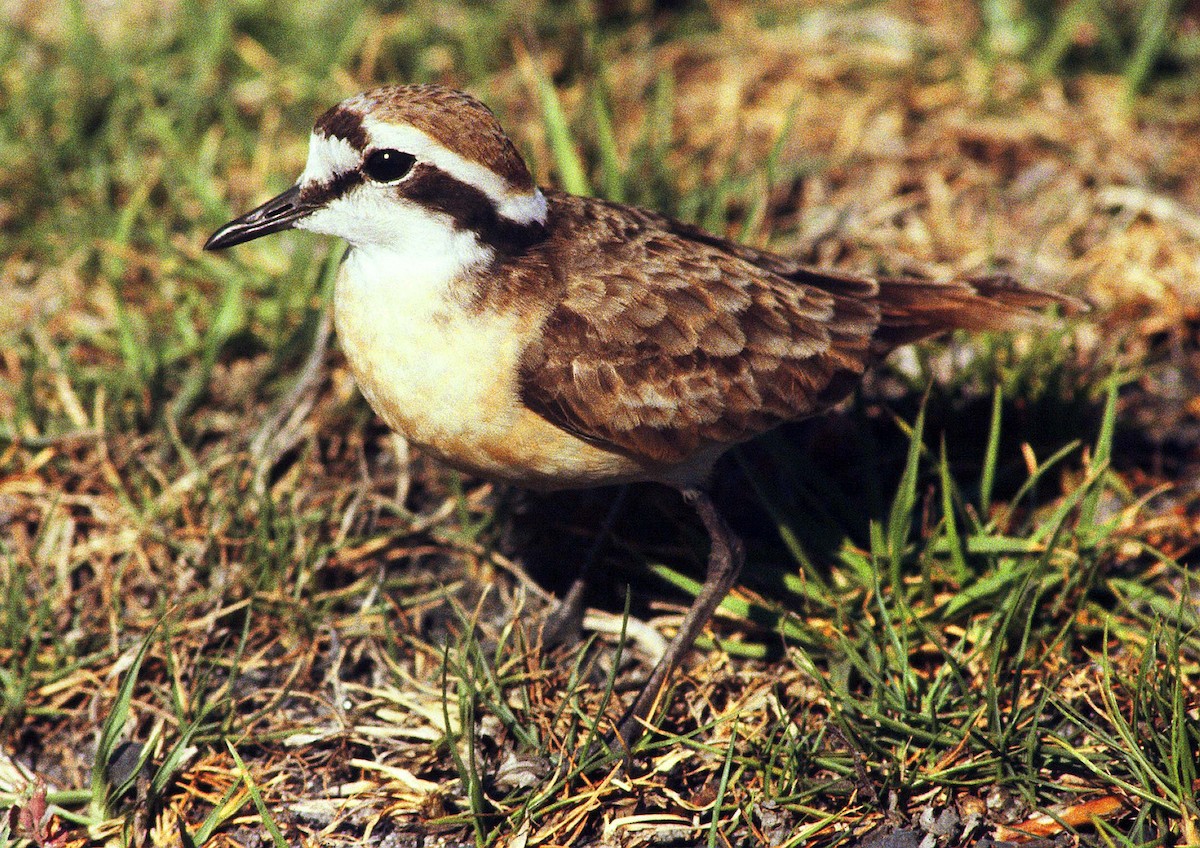 Kittlitz's Plover - ML205660991