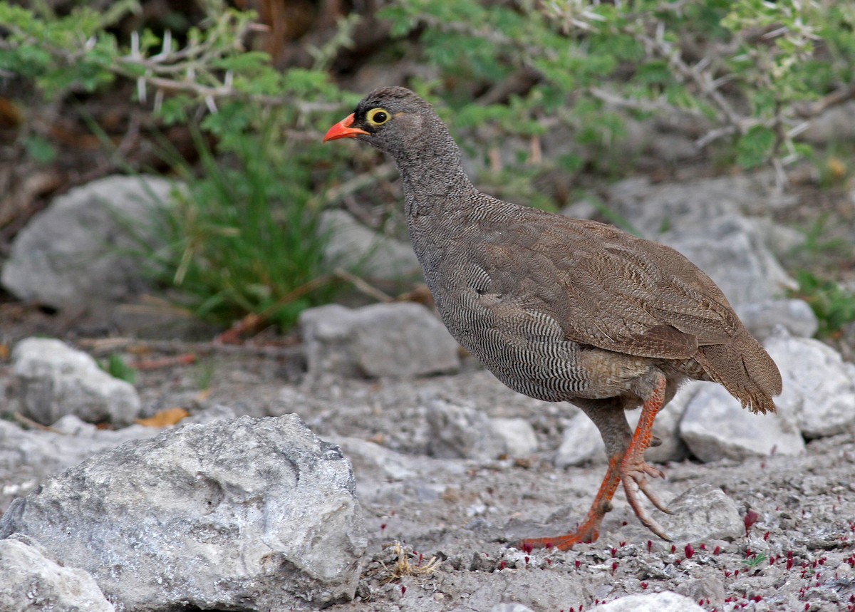 Red-billed Spurfowl - Frans Vandewalle