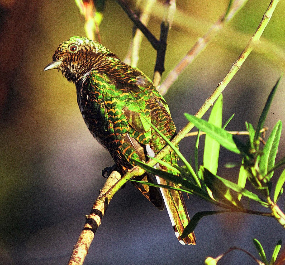 Klaas's Cuckoo - ML205661161