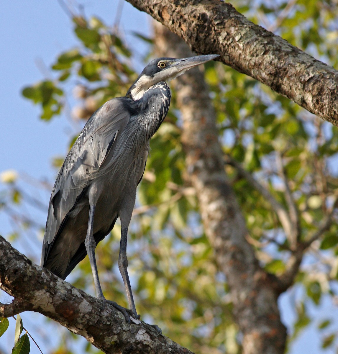 Black-headed Heron - ML205661231