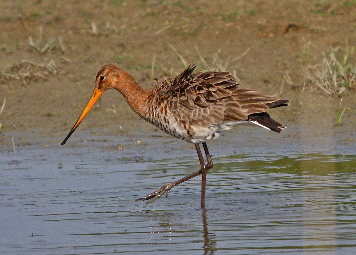 Black-tailed Godwit (European) - ML205661321