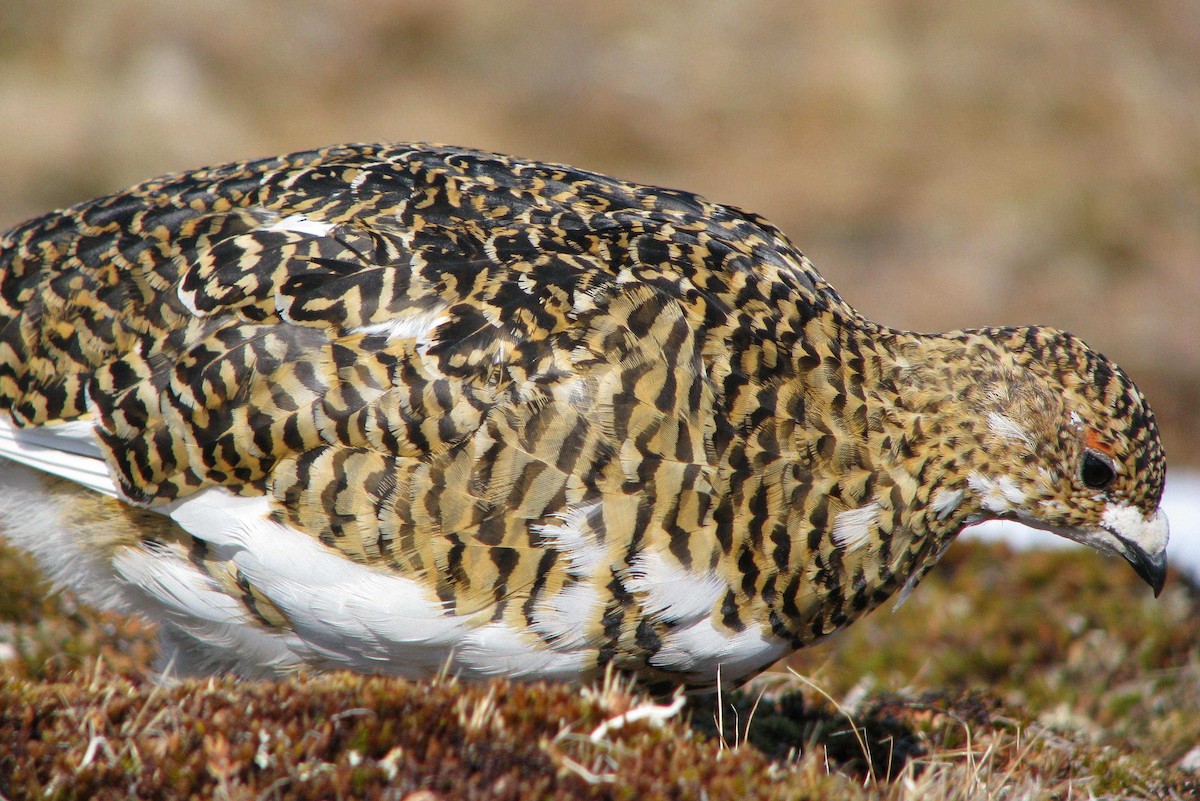 Rock Ptarmigan - ML205662461