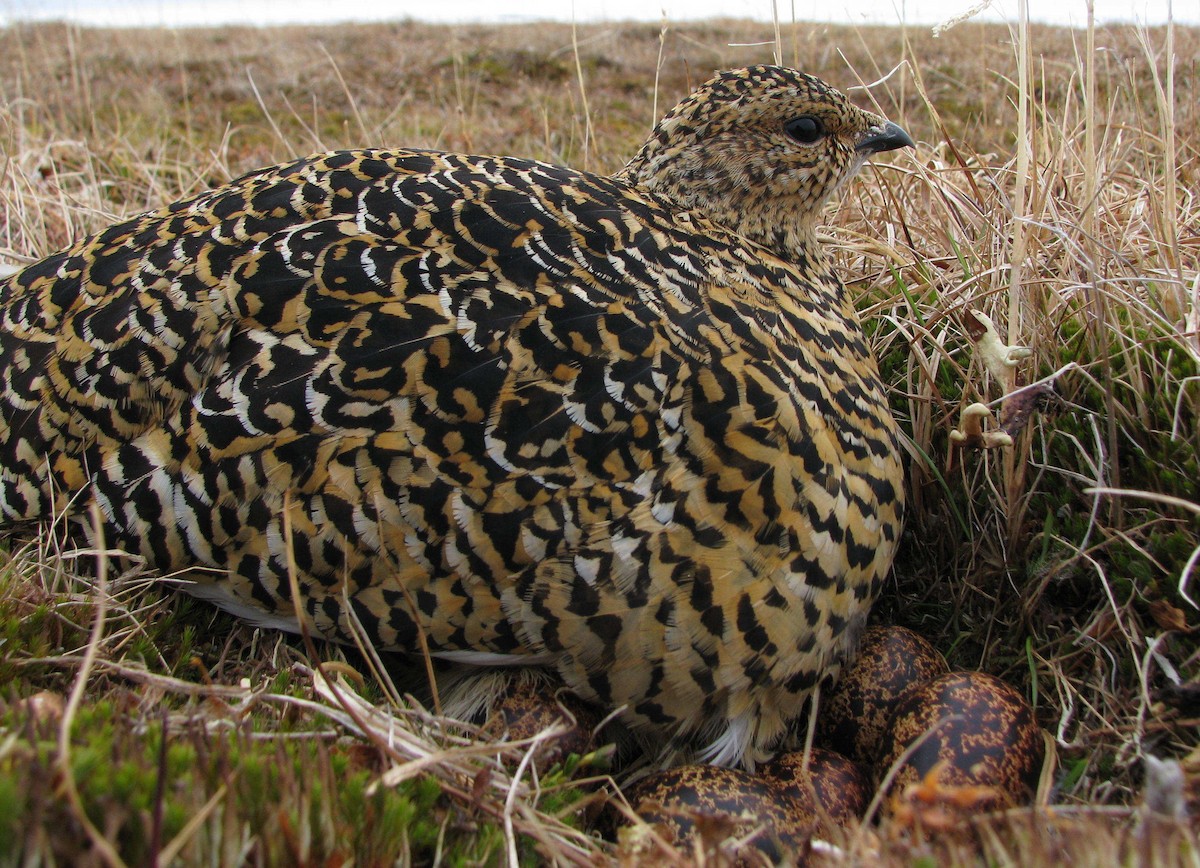 Rock Ptarmigan - ML205662471