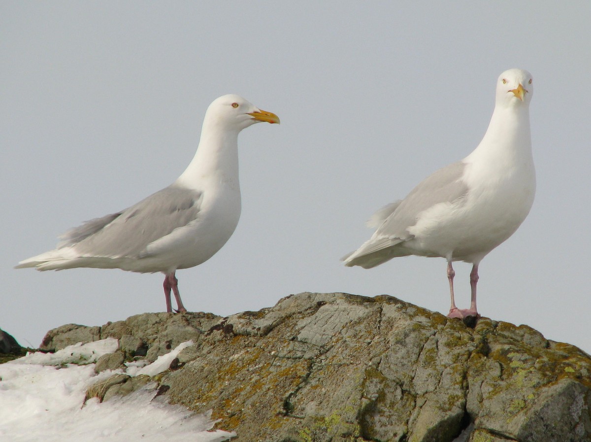 Glaucous Gull - ML205662581