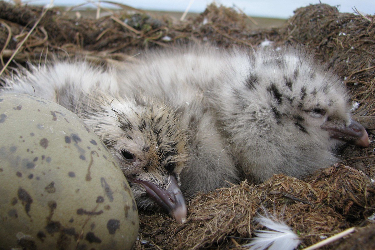 北極鷗 - ML205662611