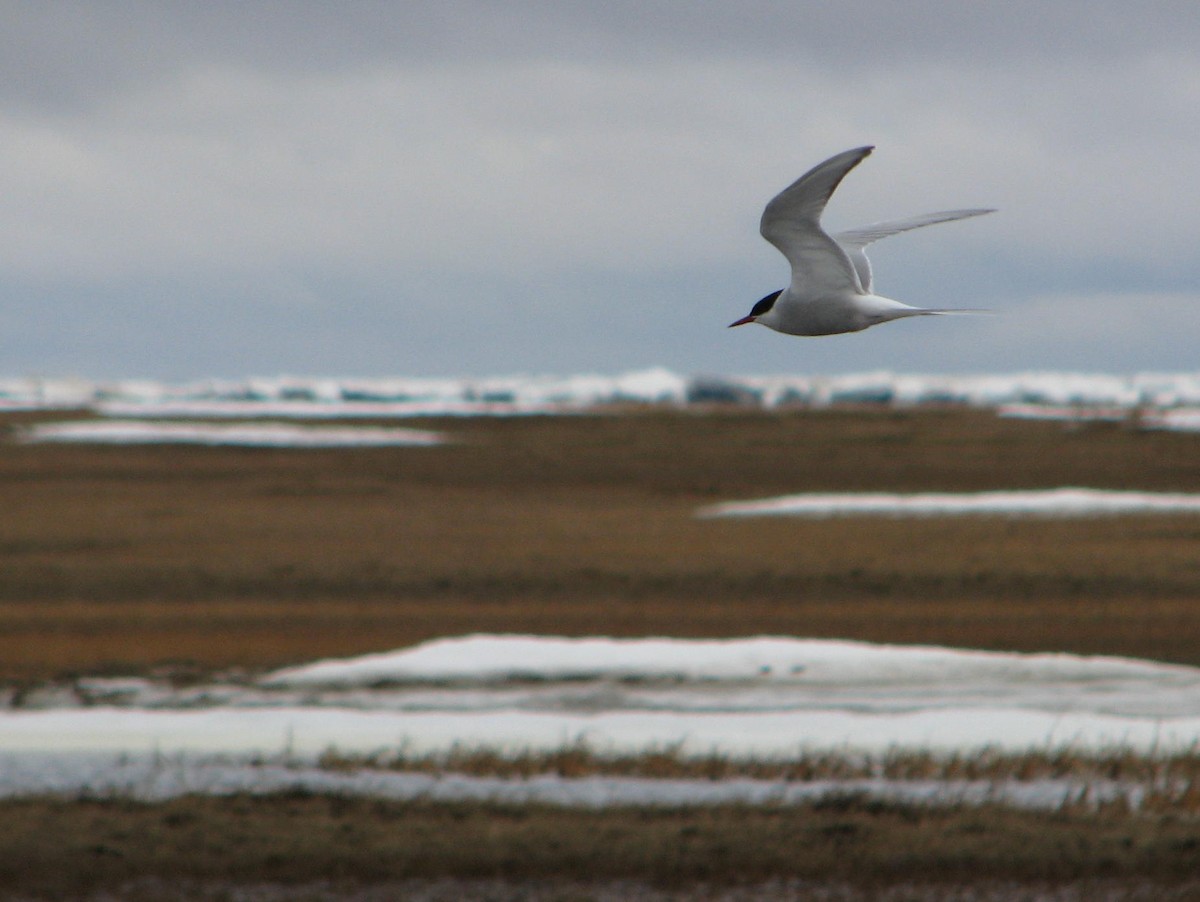 Arctic Tern - Laurent Demongin