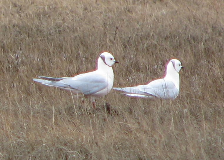 Ross's Gull - ML205662641