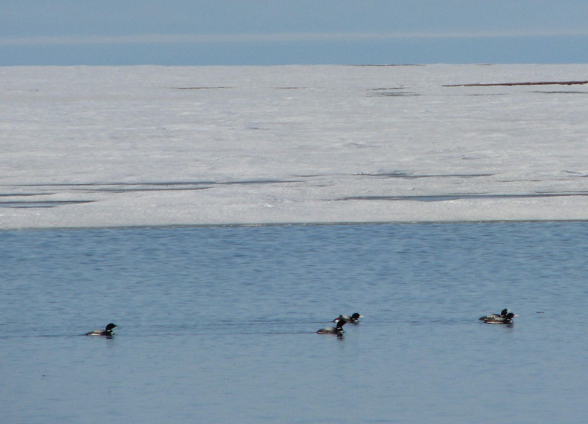 Yellow-billed Loon - ML205662691