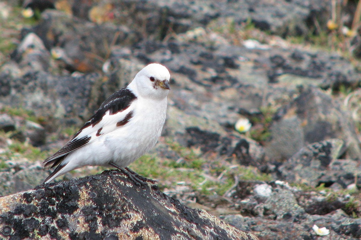 Snow Bunting - Laurent Demongin