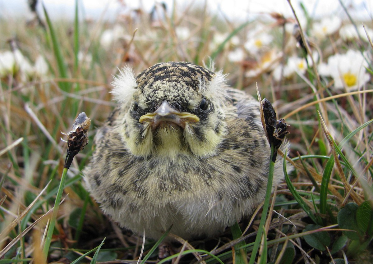 Horned Lark (Shore) - ML205662761