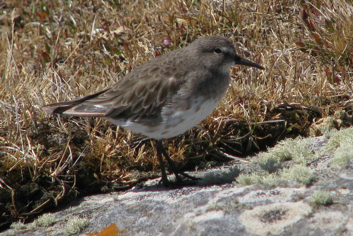 White-rumped Sandpiper - ML205662971