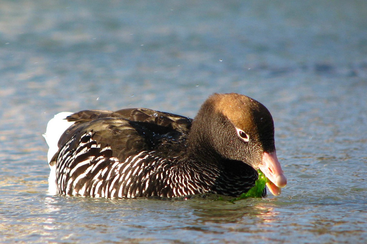 Kelp Goose - ML205663071