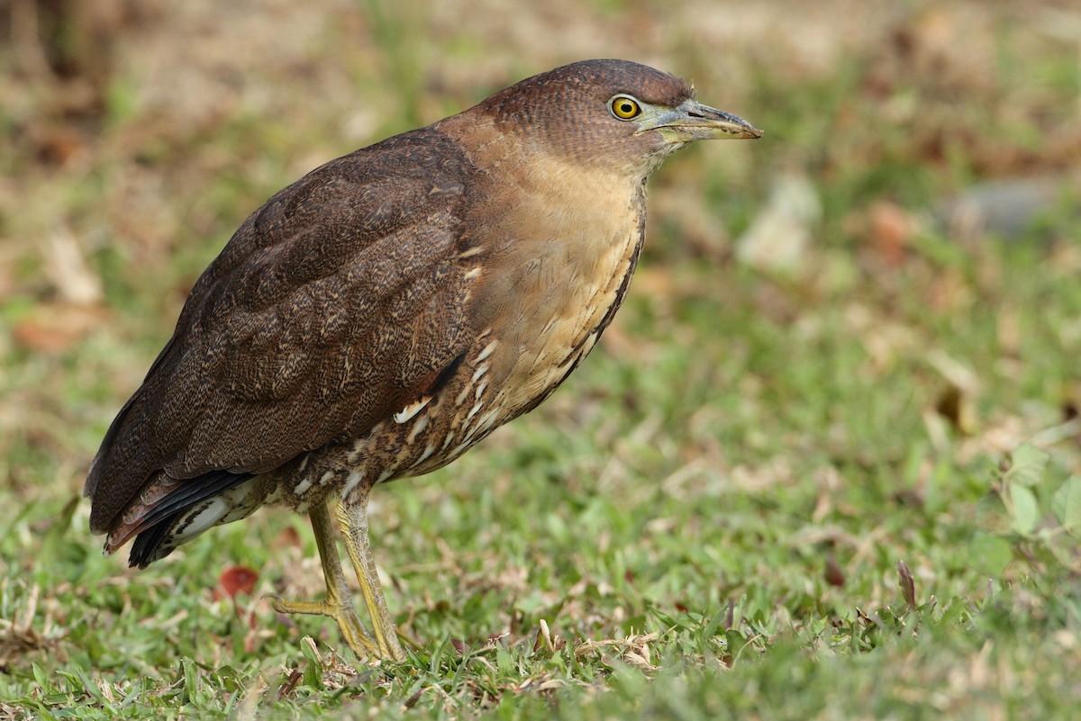Japanese Night Heron - ML205663241