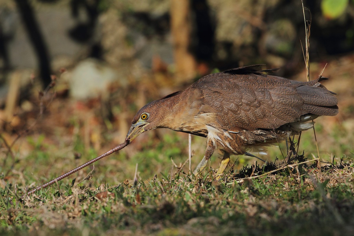 Japanese Night Heron - ML205663251