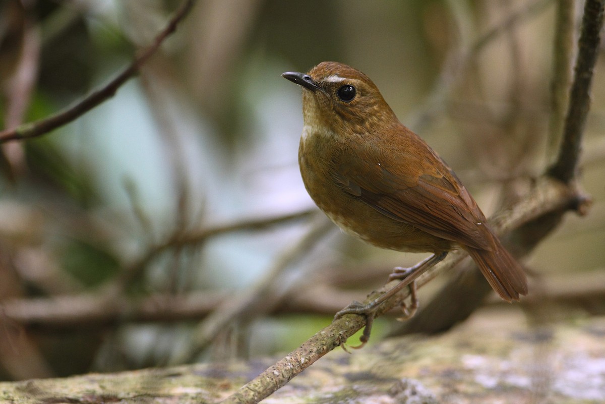 Lesser Shortwing - Chun Fai LO