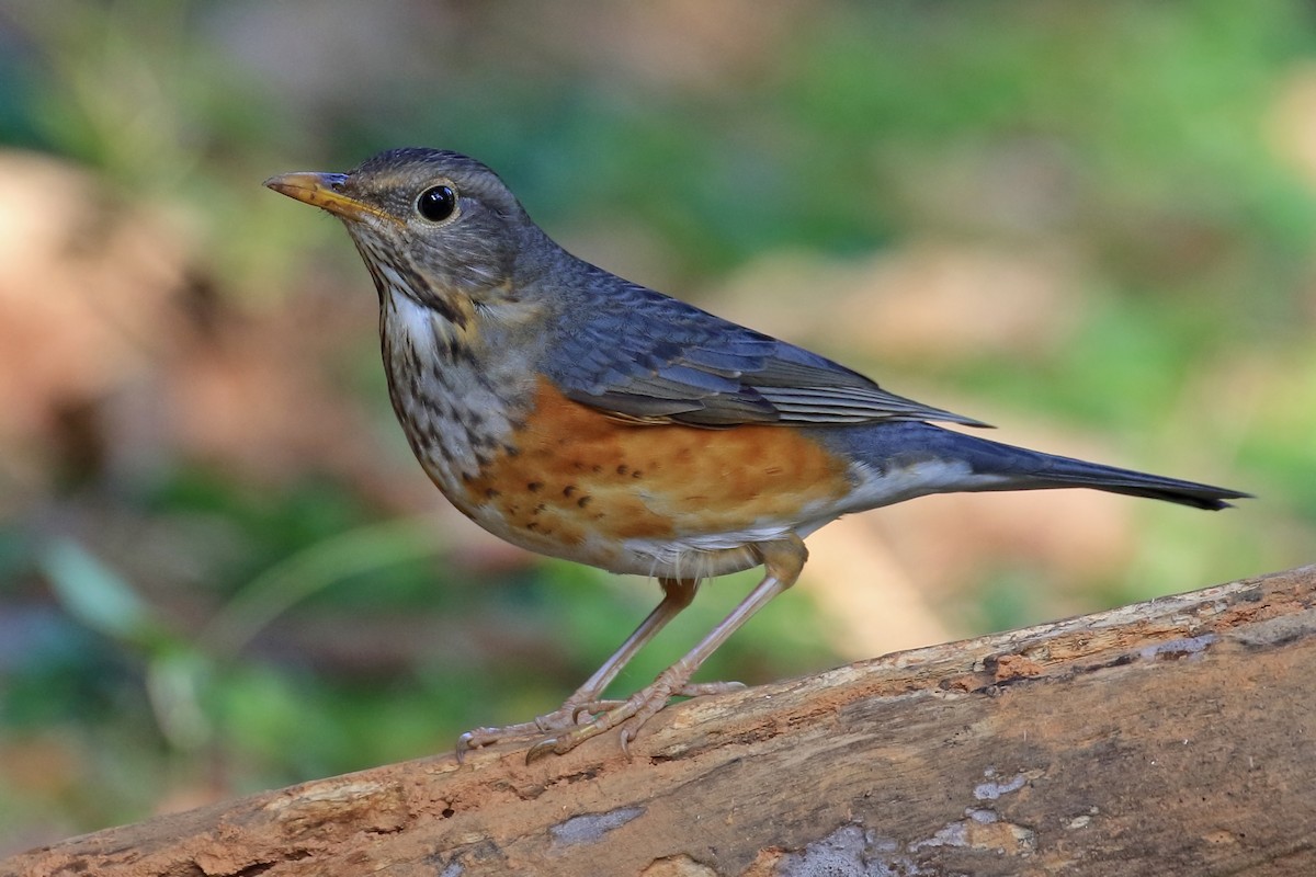 Gray-backed Thrush - ML205663371