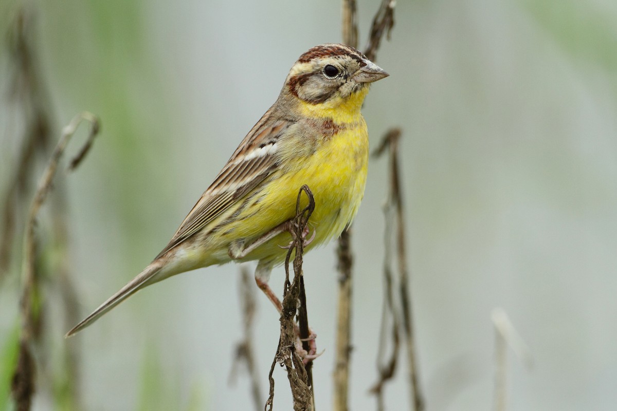 Yellow-breasted Bunting - Chun Fai LO