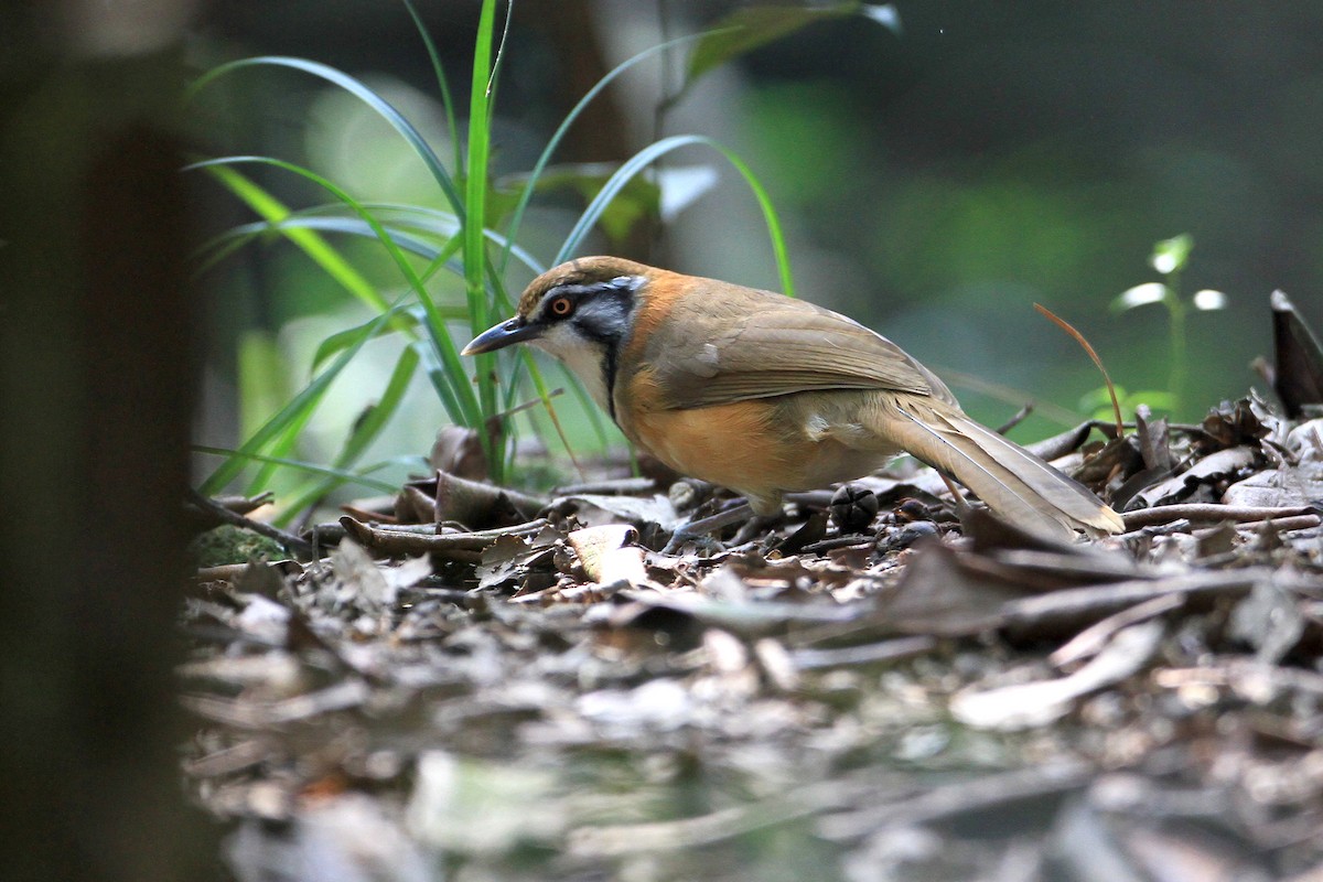 Lesser Necklaced Laughingthrush - ML205663741