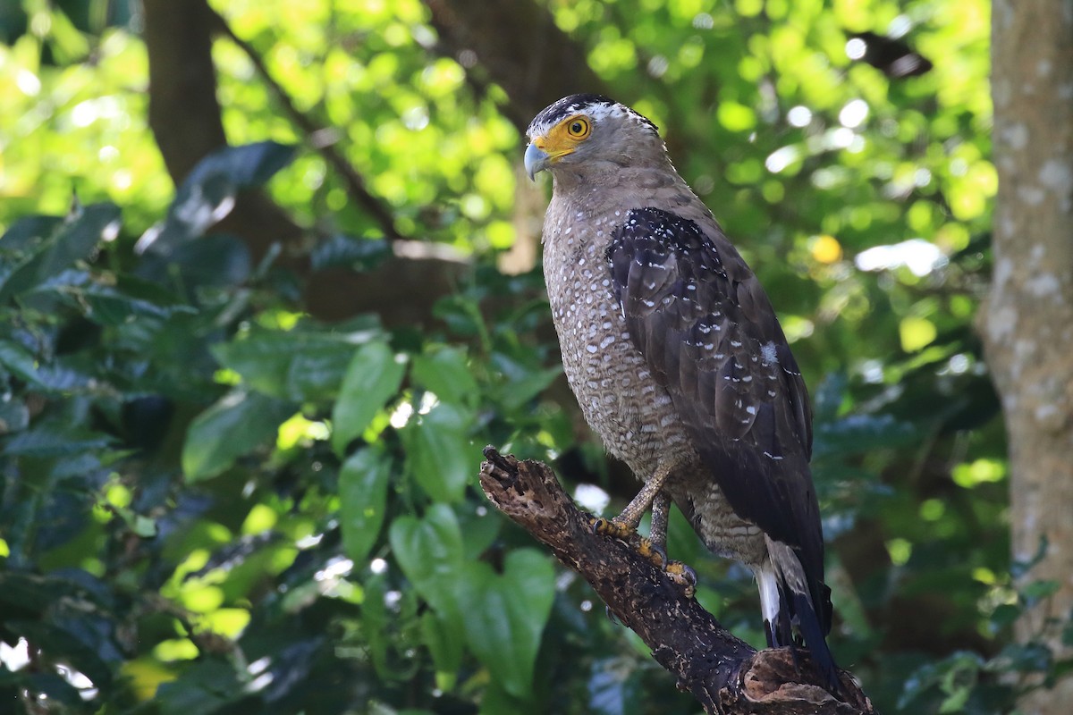 Crested Serpent-Eagle (Ryukyu) - ML205663841