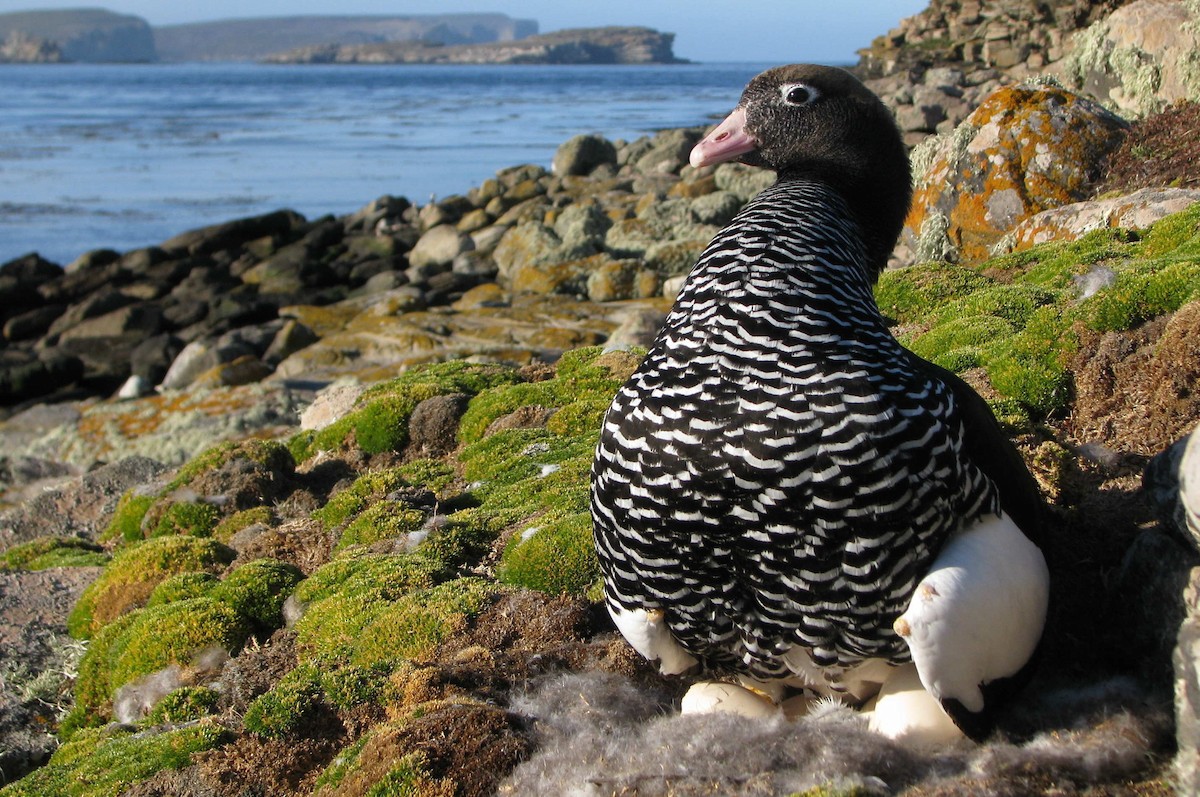 Kelp Goose - ML205664931