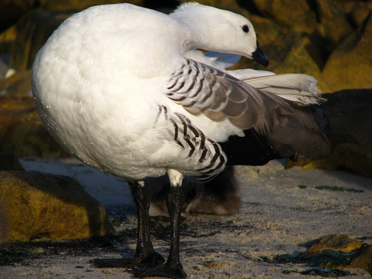 Upland Goose - Laurent Demongin