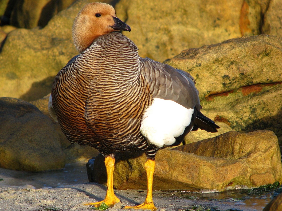 Upland Goose - ML205665001