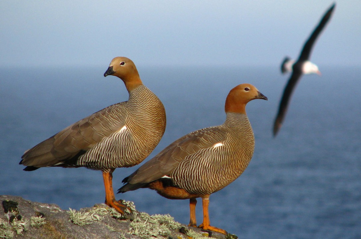 Ruddy-headed Goose - ML205665031