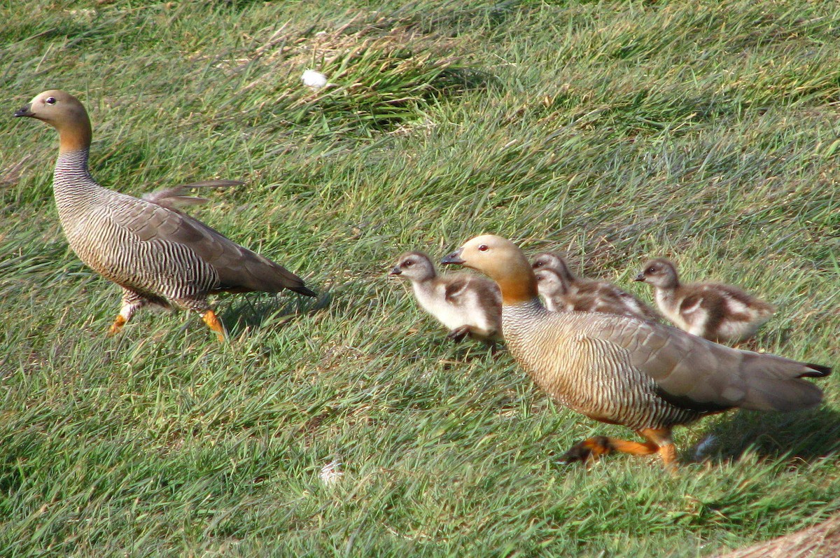 Ruddy-headed Goose - ML205665041