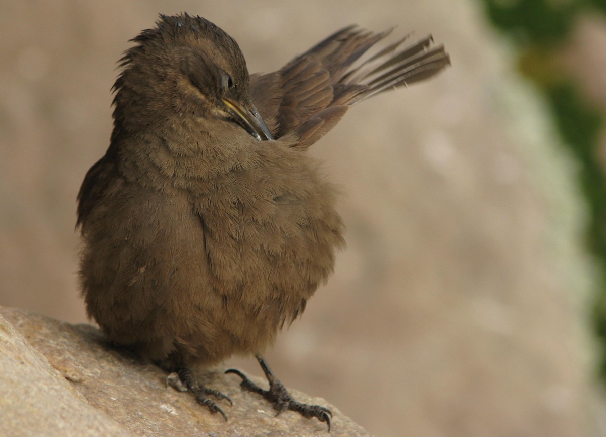 Blackish Cinclodes (Blackish) - ML205665091