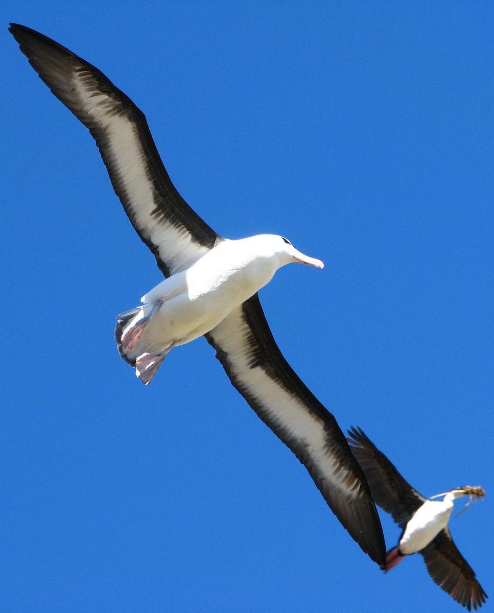 Black-browed Albatross (Black-browed) - ML205665191