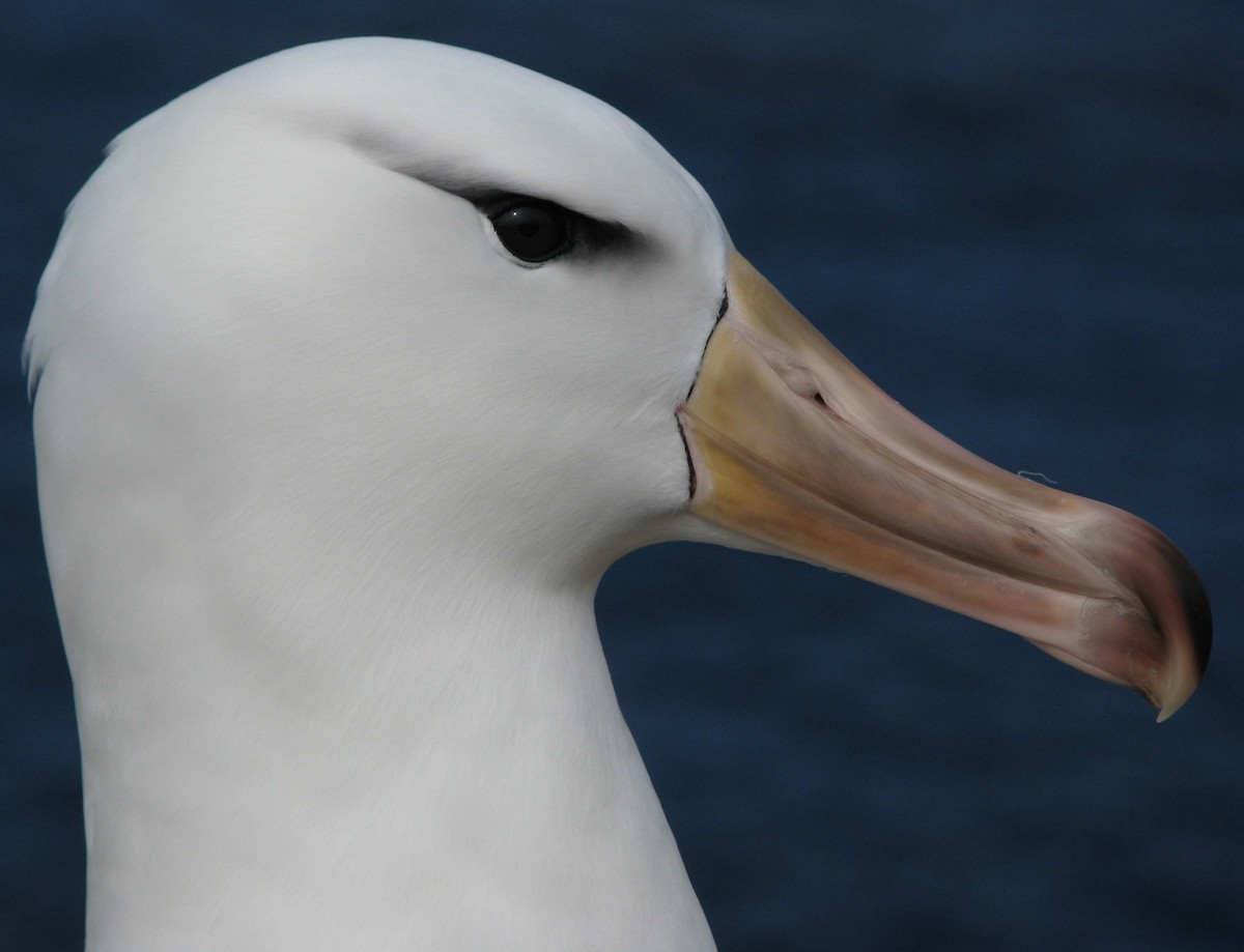 Black-browed Albatross (Black-browed) - ML205665261
