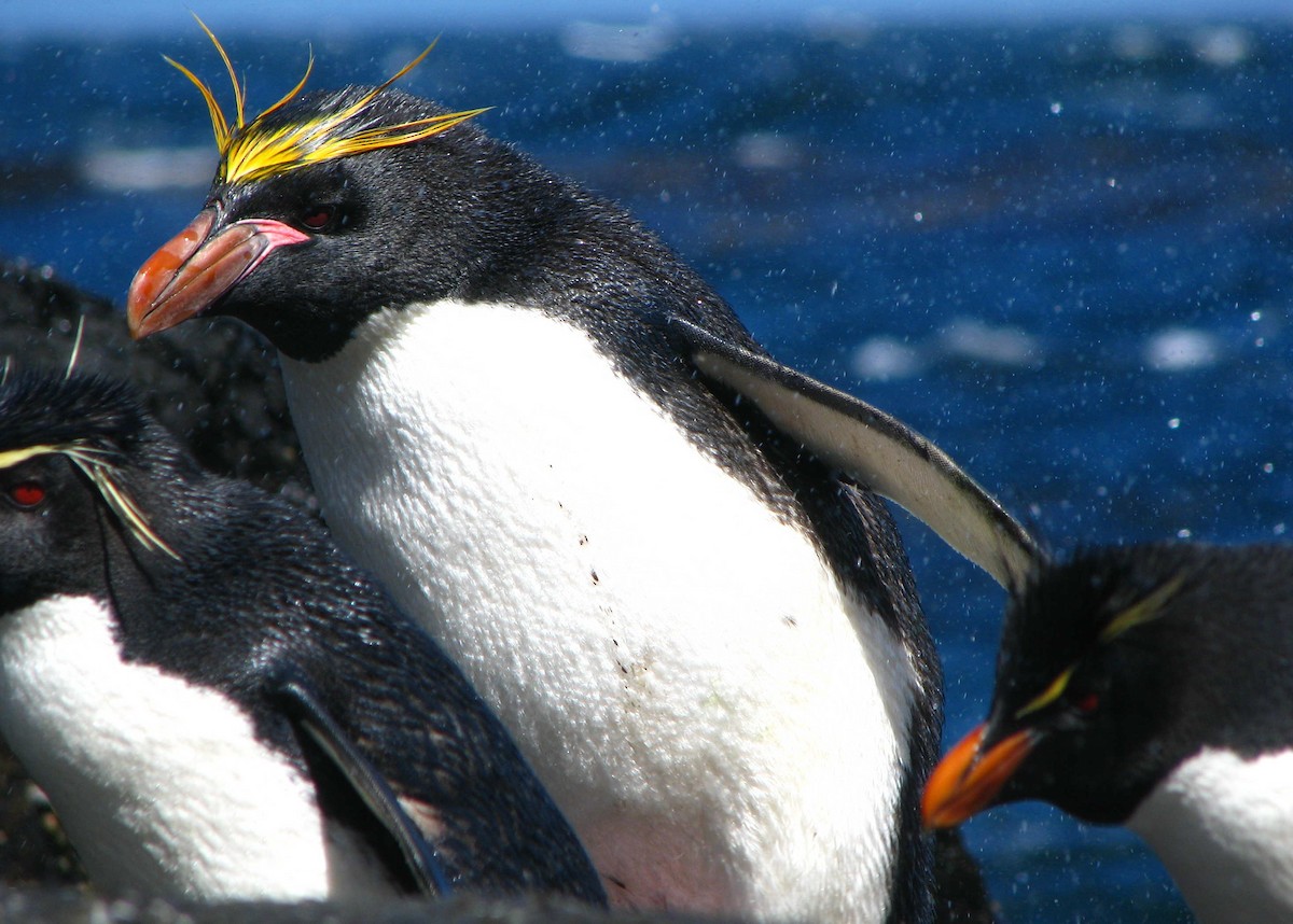 Macaroni Penguin - ML205665281