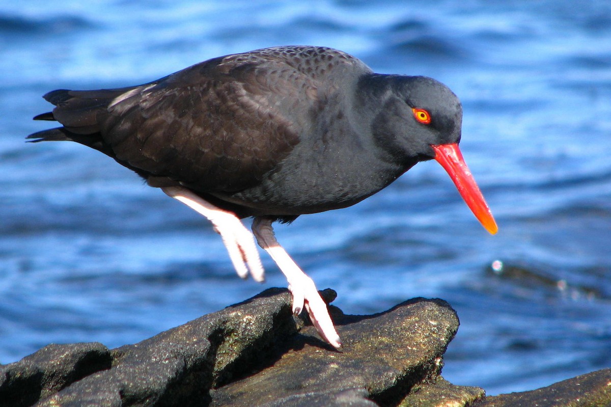 Blackish Oystercatcher - ML205665351