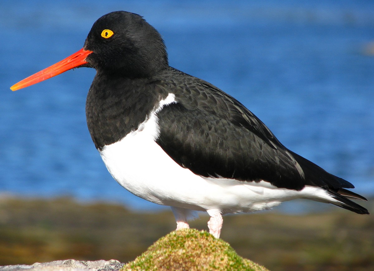 Magellanic Oystercatcher - ML205665421