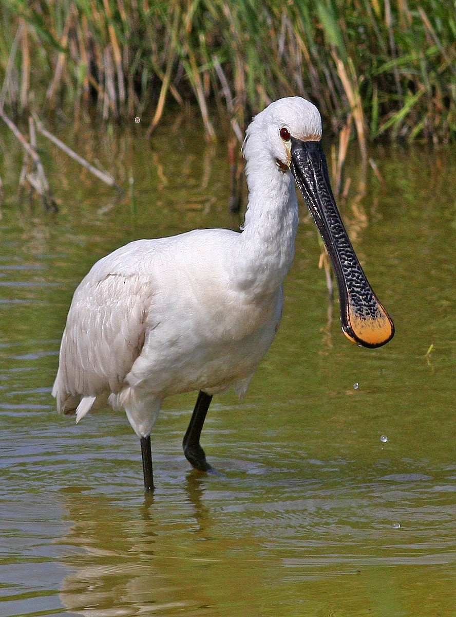 Eurasian Spoonbill - ML205665521