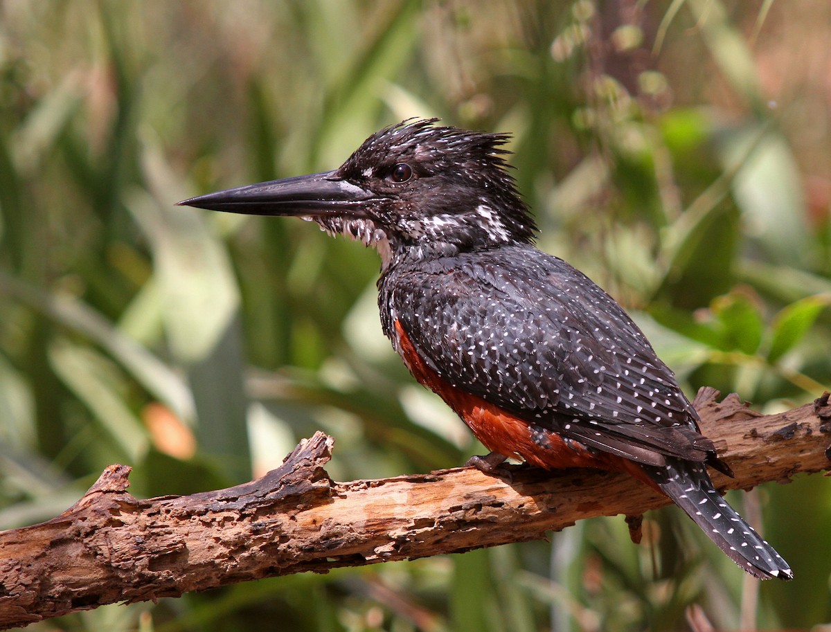 Giant Kingfisher - ML205665601