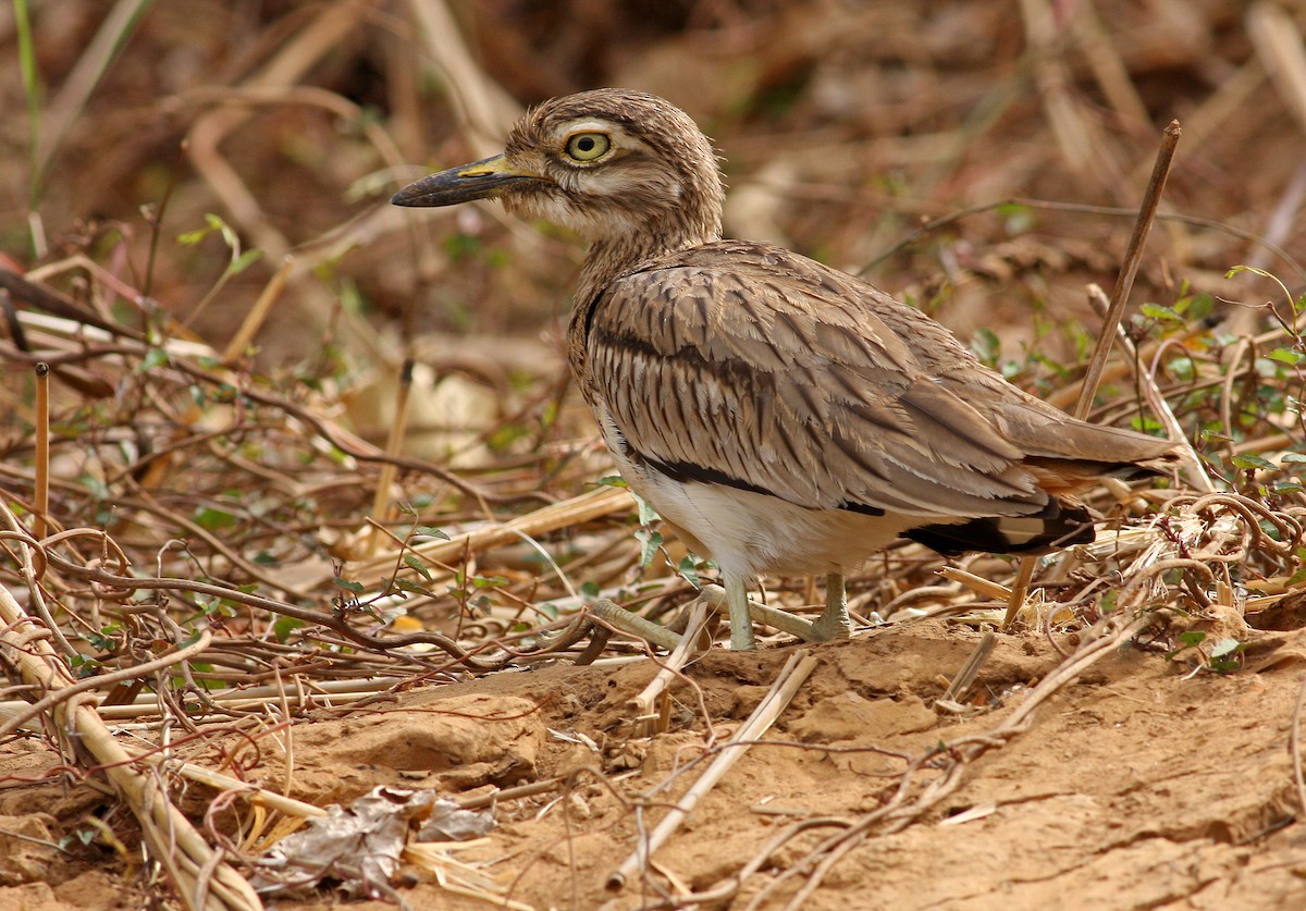 Senegal Thick-knee - Frans Vandewalle