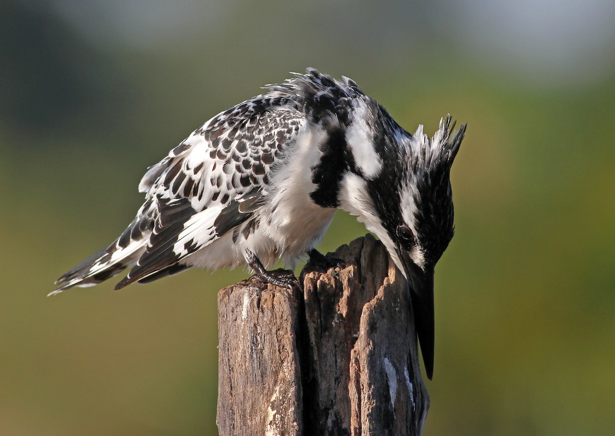 Pied Kingfisher - ML205665661