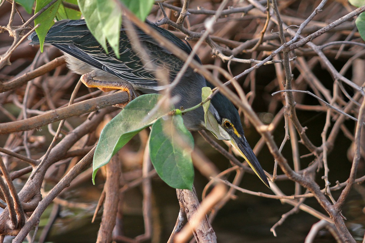 Garcilla Azulada (grupo atricapilla) - ML205665691