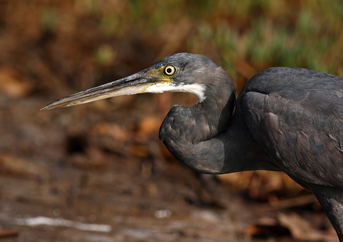 Western Reef-Heron (Western) - ML205665701