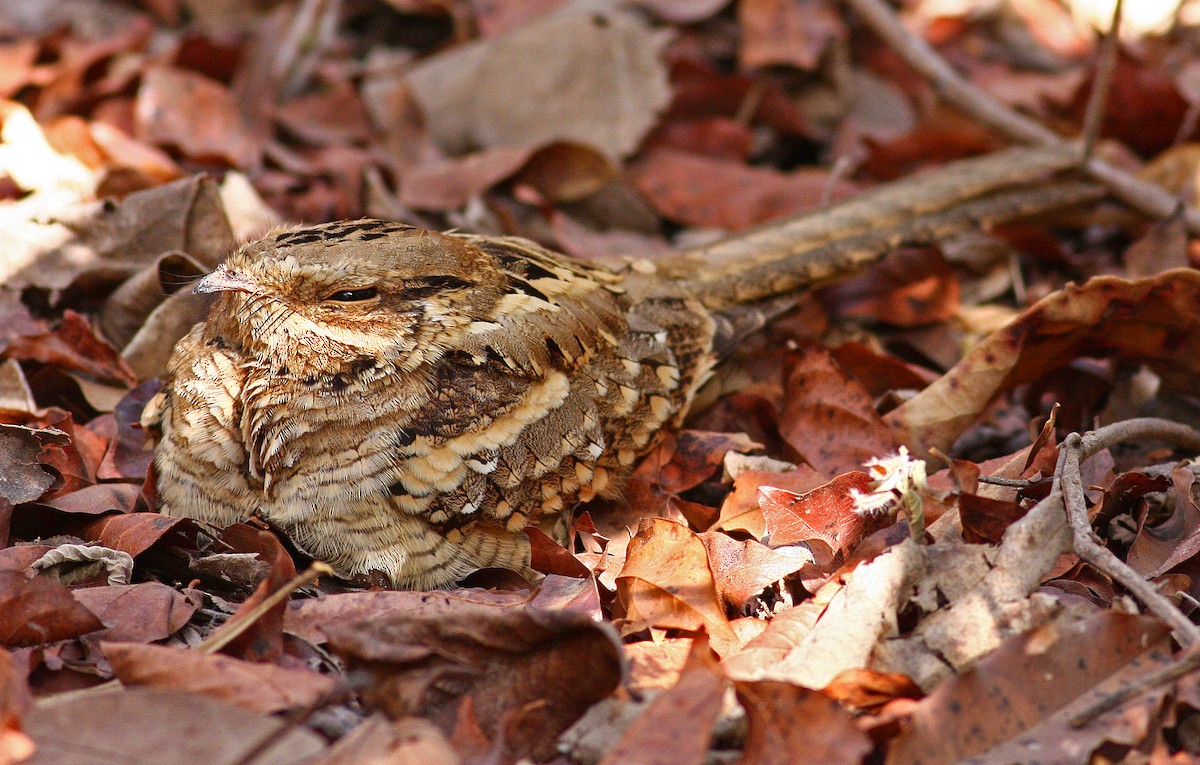 Long-tailed Nightjar - ML205665711