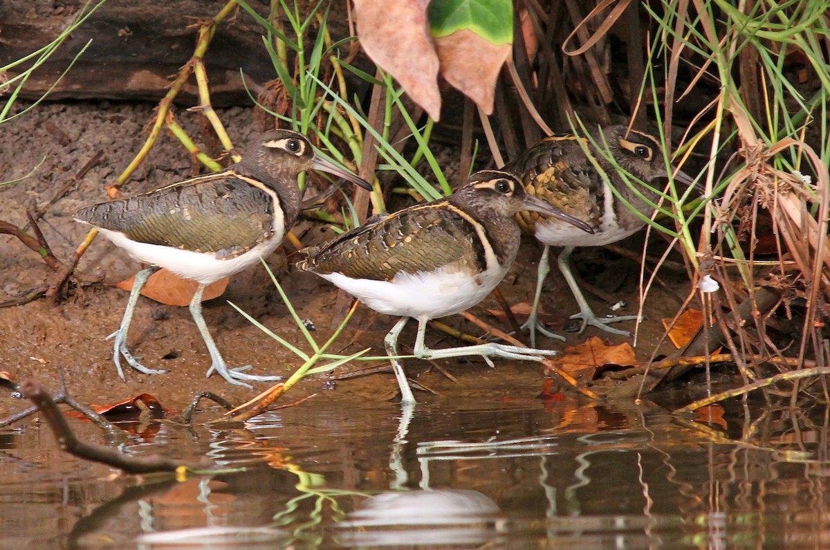 Greater Painted-Snipe - ML205665761