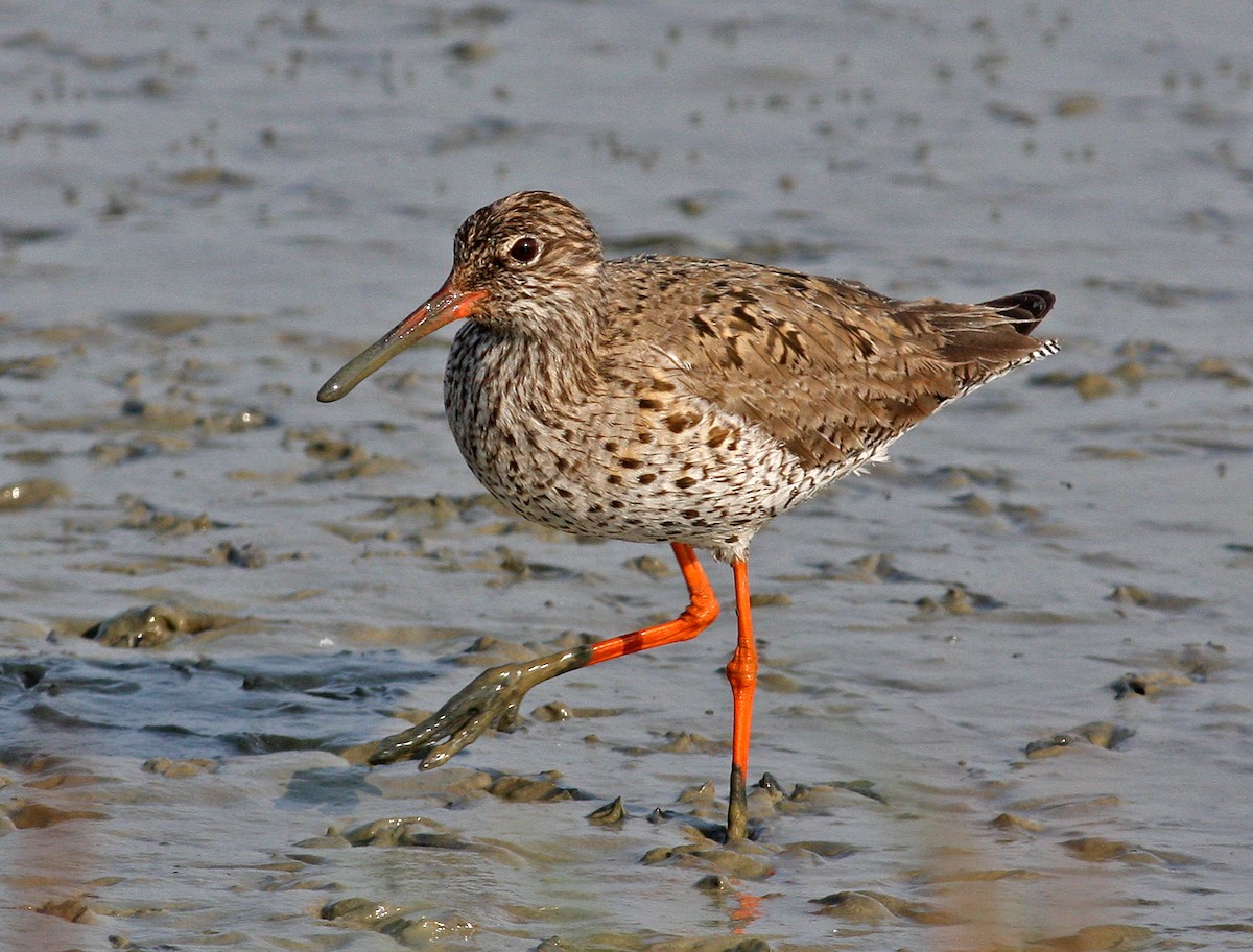 Common Redshank - ML205665881