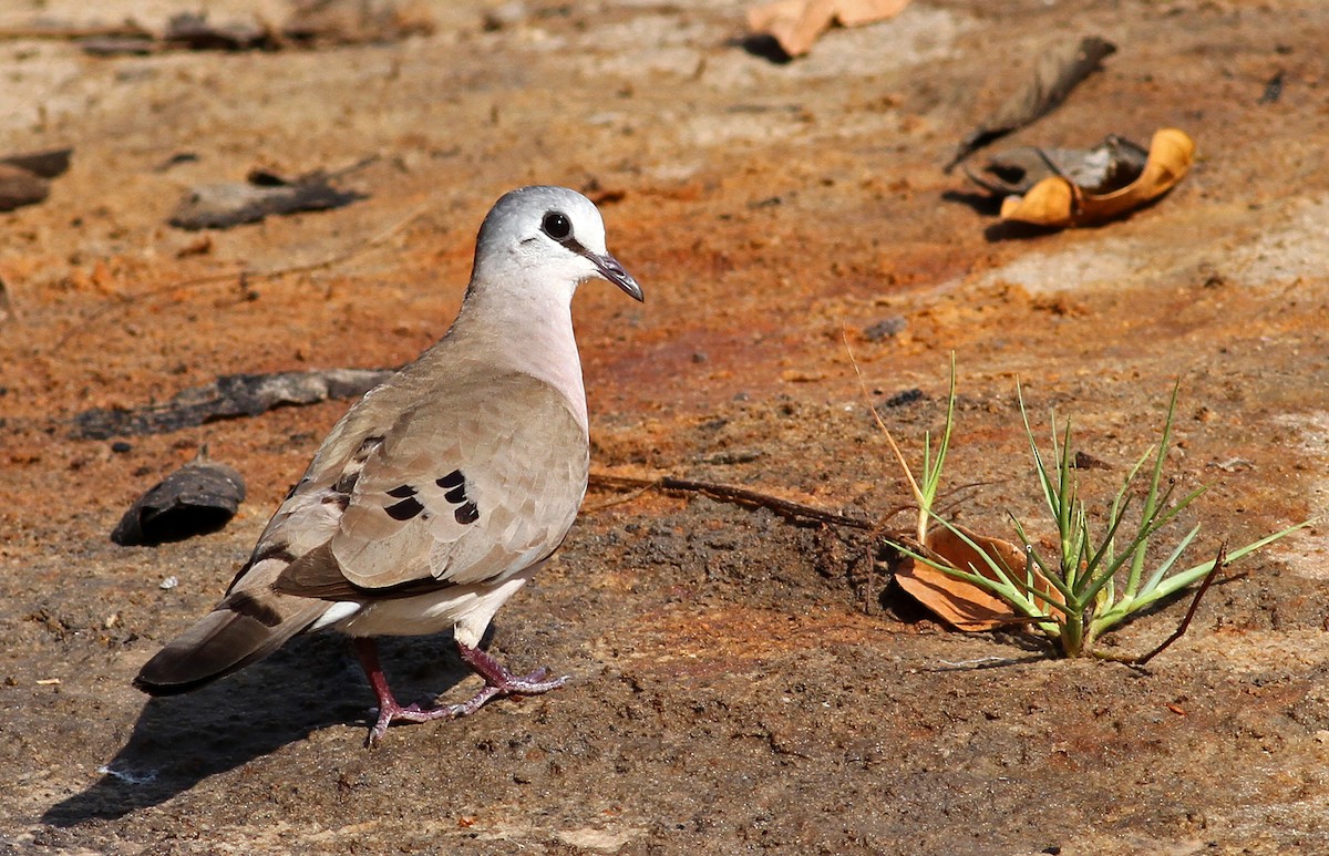 Black-billed Wood-Dove - ML205665911