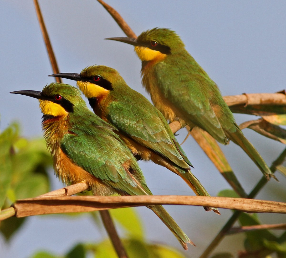 Little Bee-eater - ML205665991