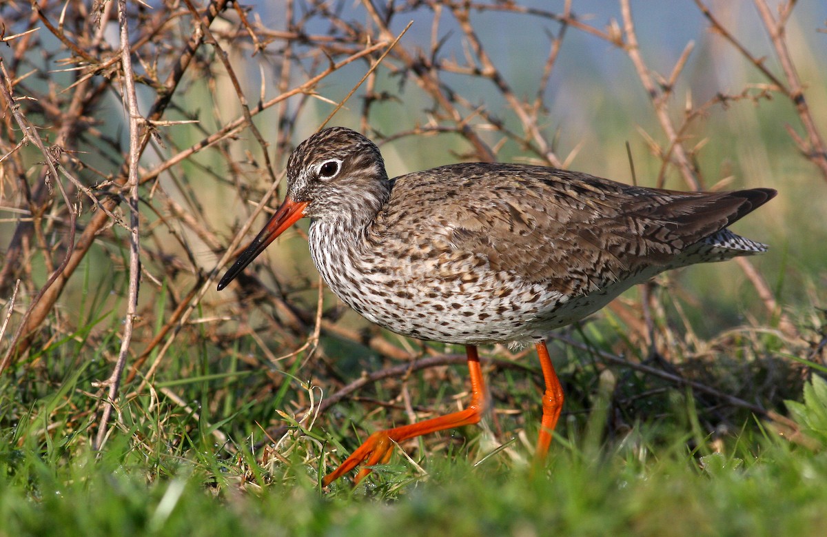 Common Redshank - ML205666001