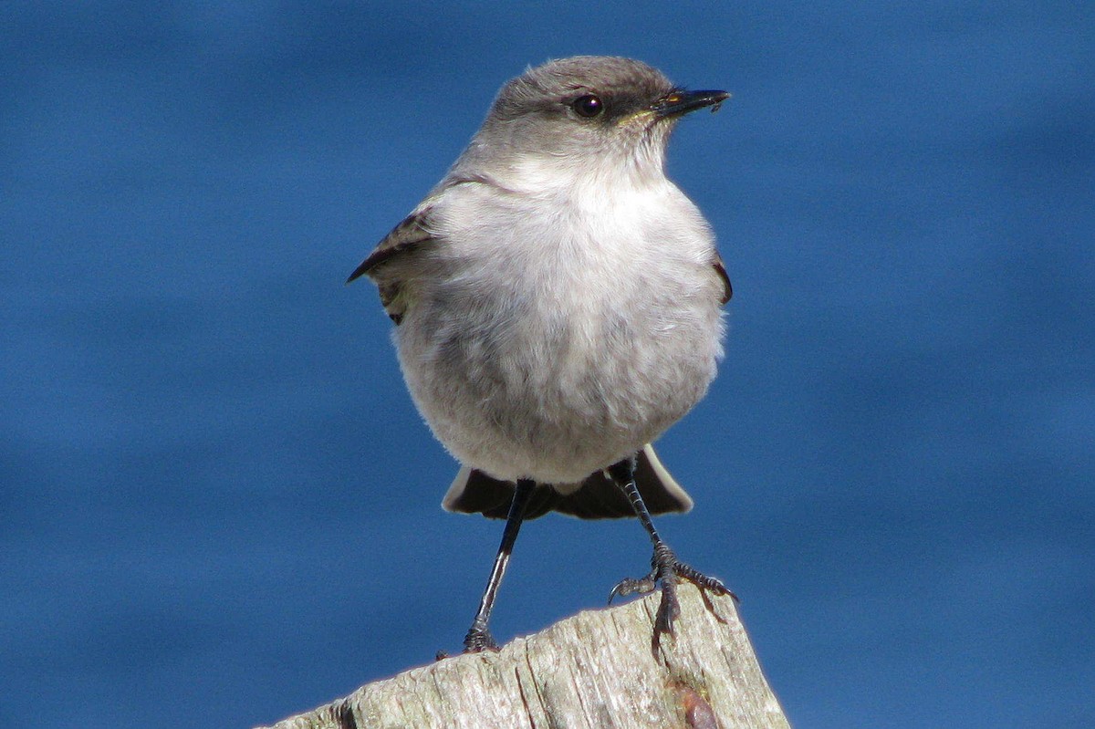 Dark-faced Ground-Tyrant (maclovianus) - ML205666871